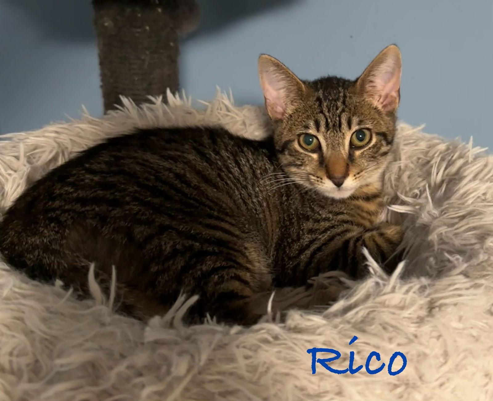 Rico, a Adoptable Domestic Short Hair in Longwood, FL image 3/3