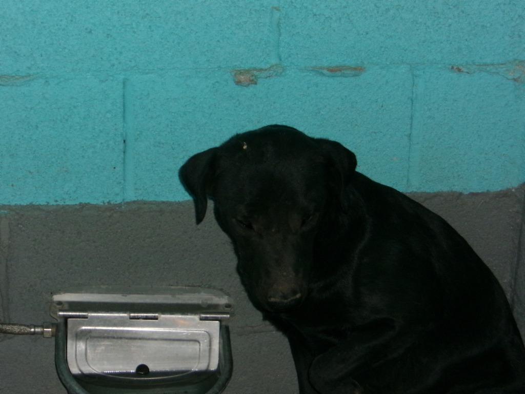 Enlarge Doobie, a Adoptable Labrador Retriever in Winslow, AZ image 1/1
