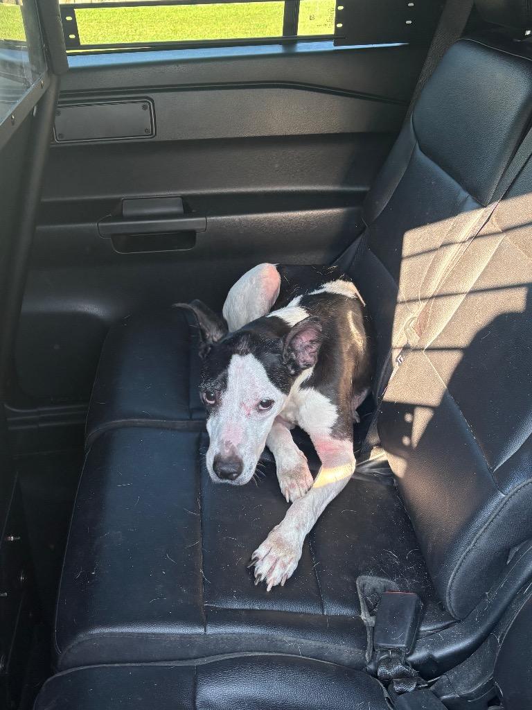 Daisy T., Adoptable, Senior Female Mixed Breed.