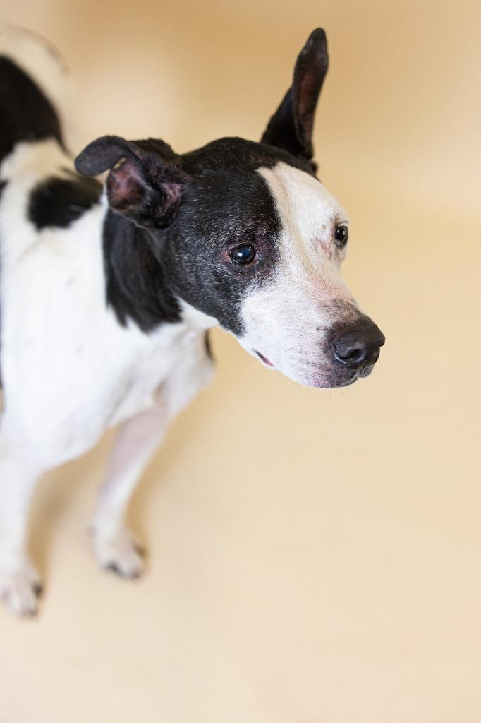 Enlarge Daisy T., a Adoptable Mixed Breed in Clarksville, TN image 3/4