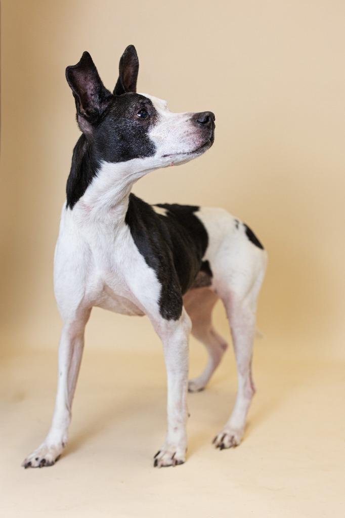 Enlarge Daisy T., a Adoptable Mixed Breed in Clarksville, TN image 4/4