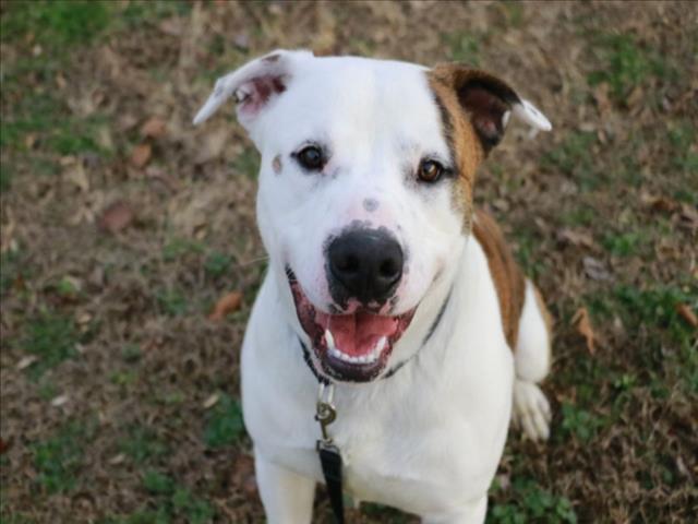 Enlarge SERGIO, a Adoptable mixed breed in Cookeville, TN image 1/1