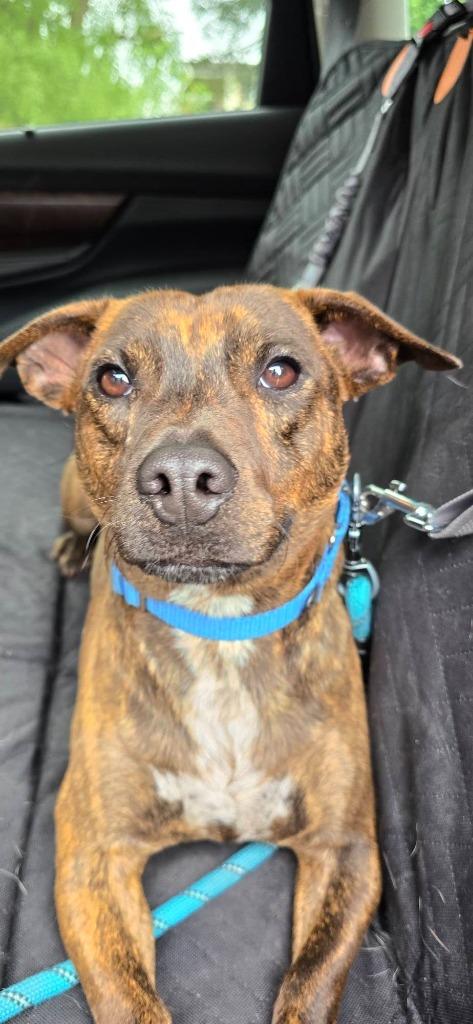 Busta Rhymes, Adoptable, Young Male Chihuahua.
