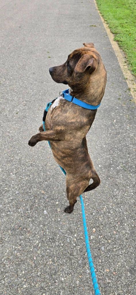 Enlarge Busta Rhymes, a Adoptable mixed breed in Waverly, NY image 2/5