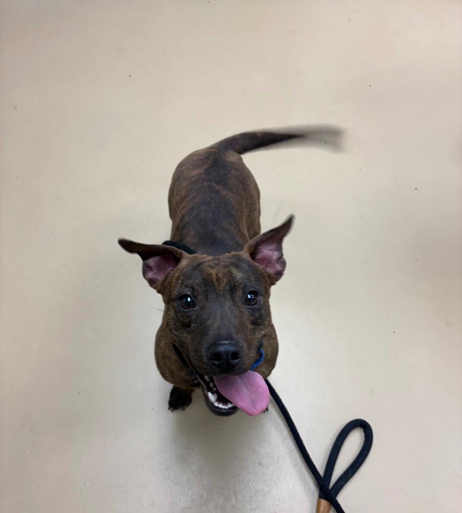 Enlarge Busta Rhymes, a Adoptable mixed breed in Waverly, NY image 3/5