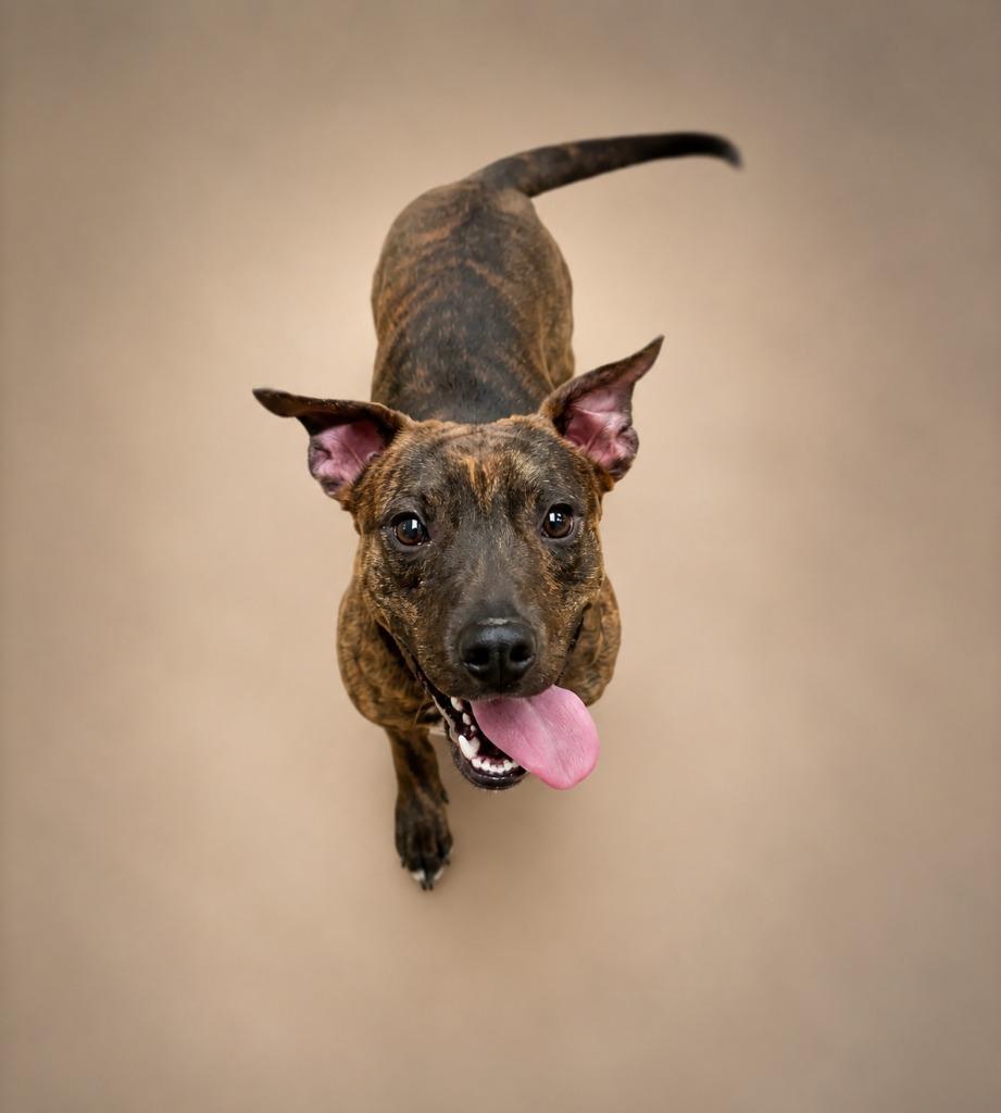 Enlarge Busta Rhymes, a Adoptable mixed breed in Waverly, NY image 4/5