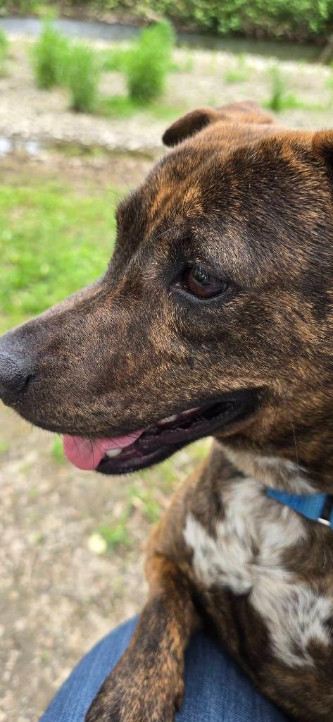 Enlarge Busta Rhymes, a Adoptable mixed breed in Waverly, NY image 5/5