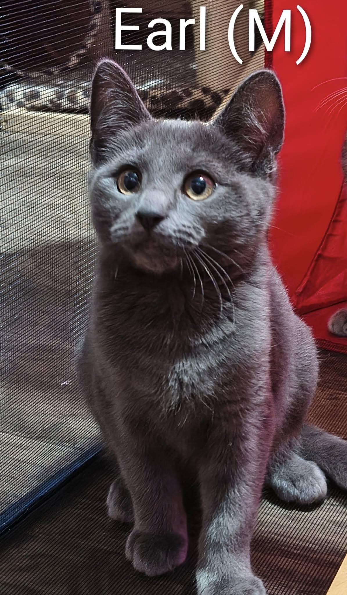 Earl Grey, Adopted, Kitten Male Domestic Short Hair.