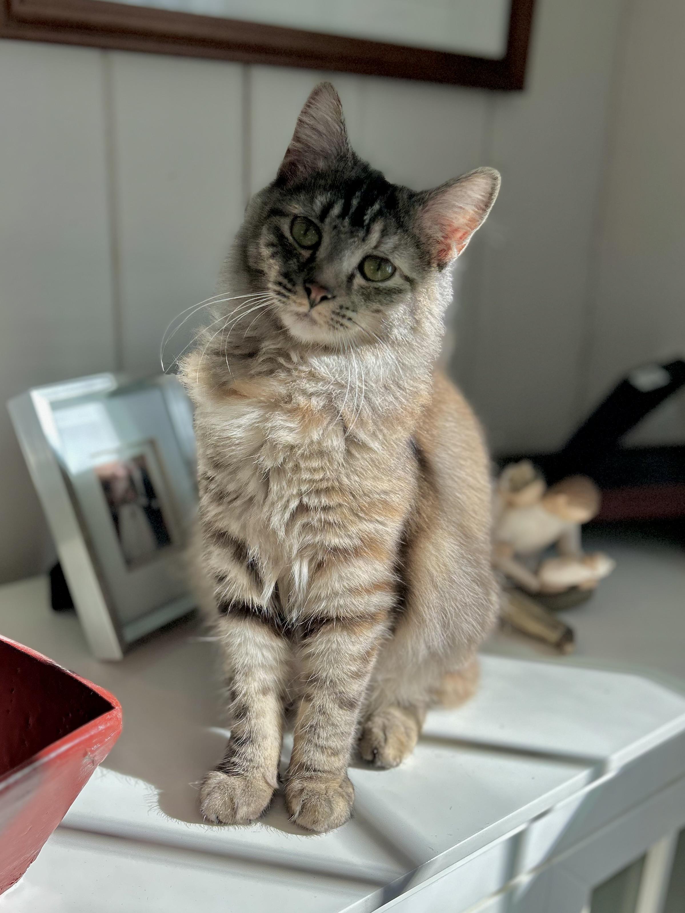 Enlarge Kitty Symone, a Adoptable Domestic Medium Hair in Ridgefield, CT image 4/6