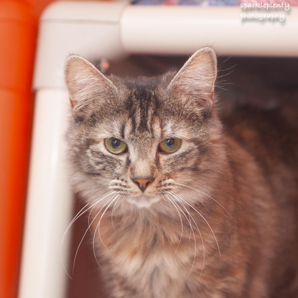 Enlarge Kitty Symone, a Adoptable Domestic Medium Hair in Ridgefield, CT image 3/6