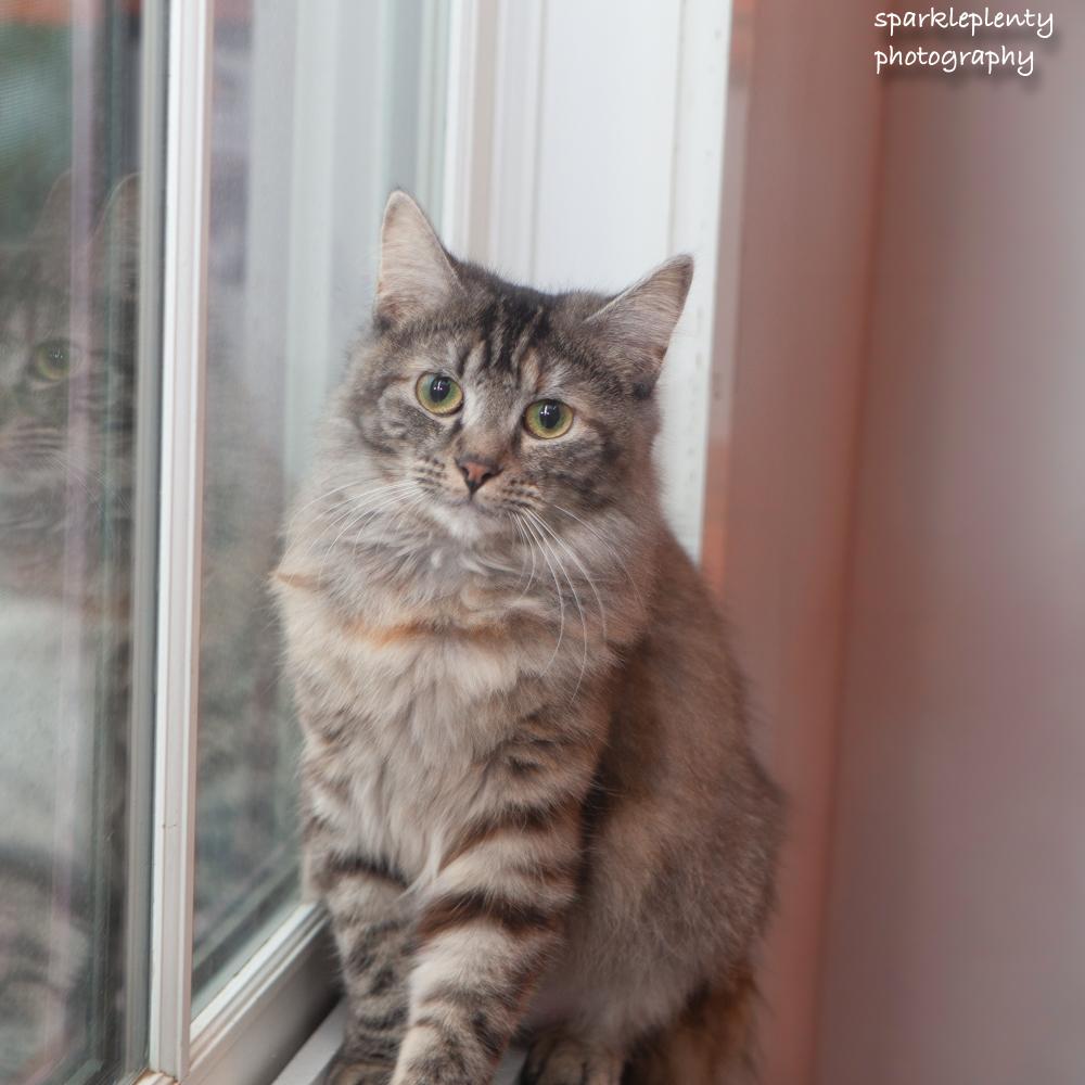 Enlarge Kitty Symone, a Adoptable Domestic Medium Hair in Ridgefield, CT image 1/6