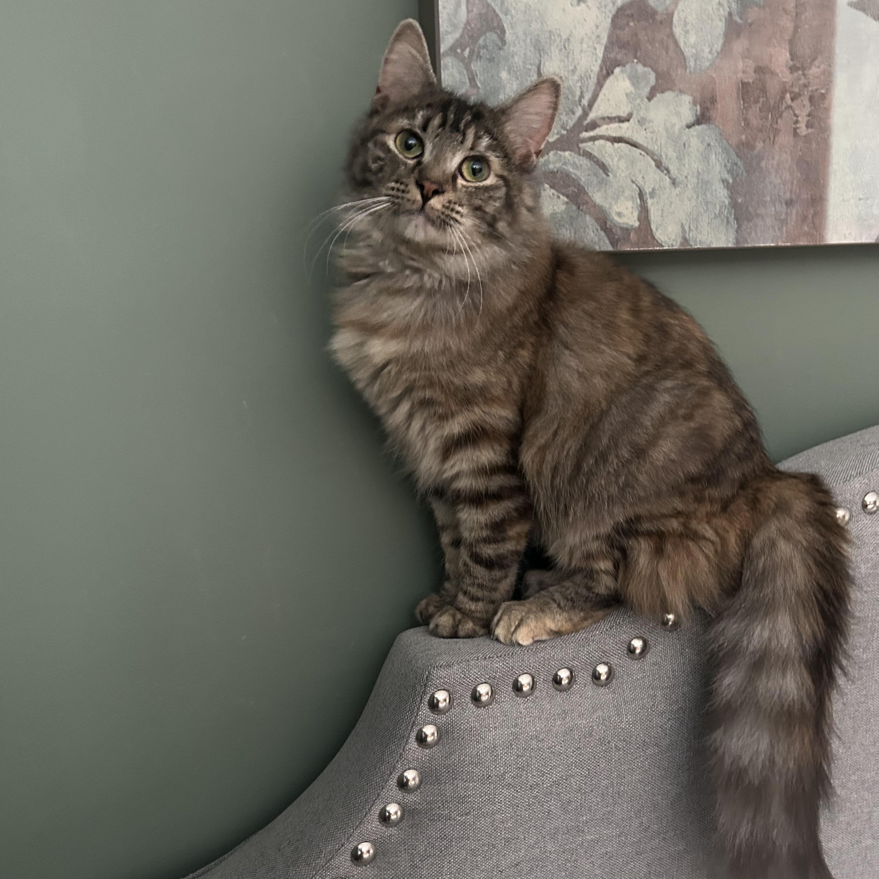 Enlarge Kitty Symone, a Adoptable Domestic Medium Hair in Ridgefield, CT image 5/6