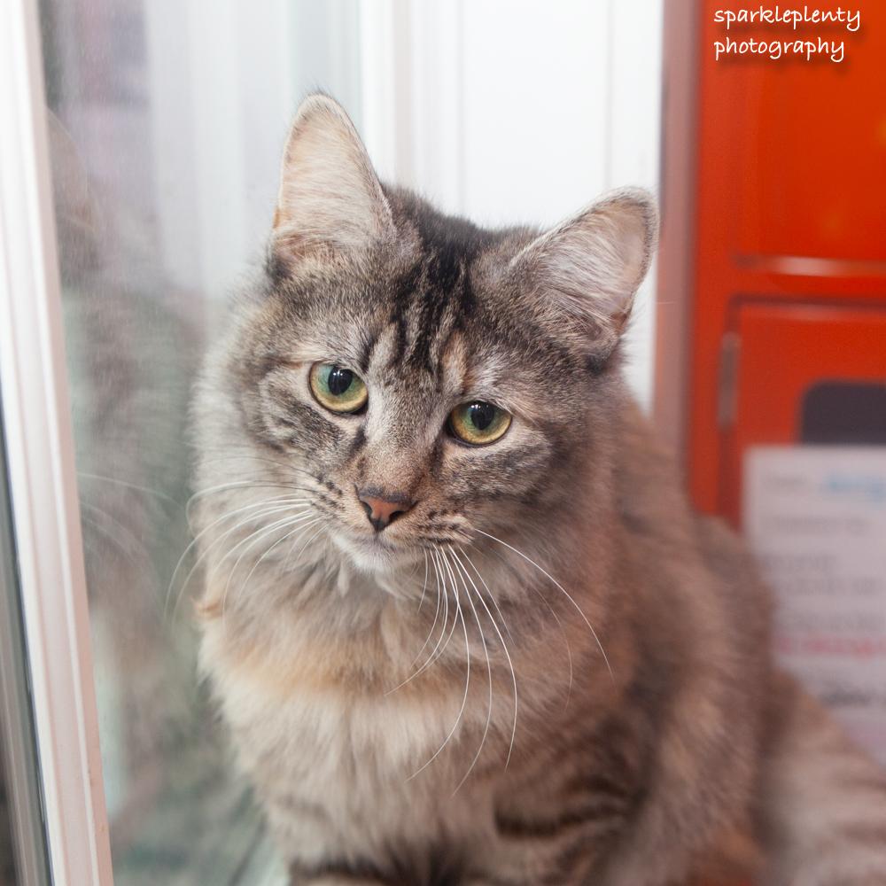 Enlarge Kitty Symone, a Adoptable Domestic Medium Hair in Ridgefield, CT image 2/6