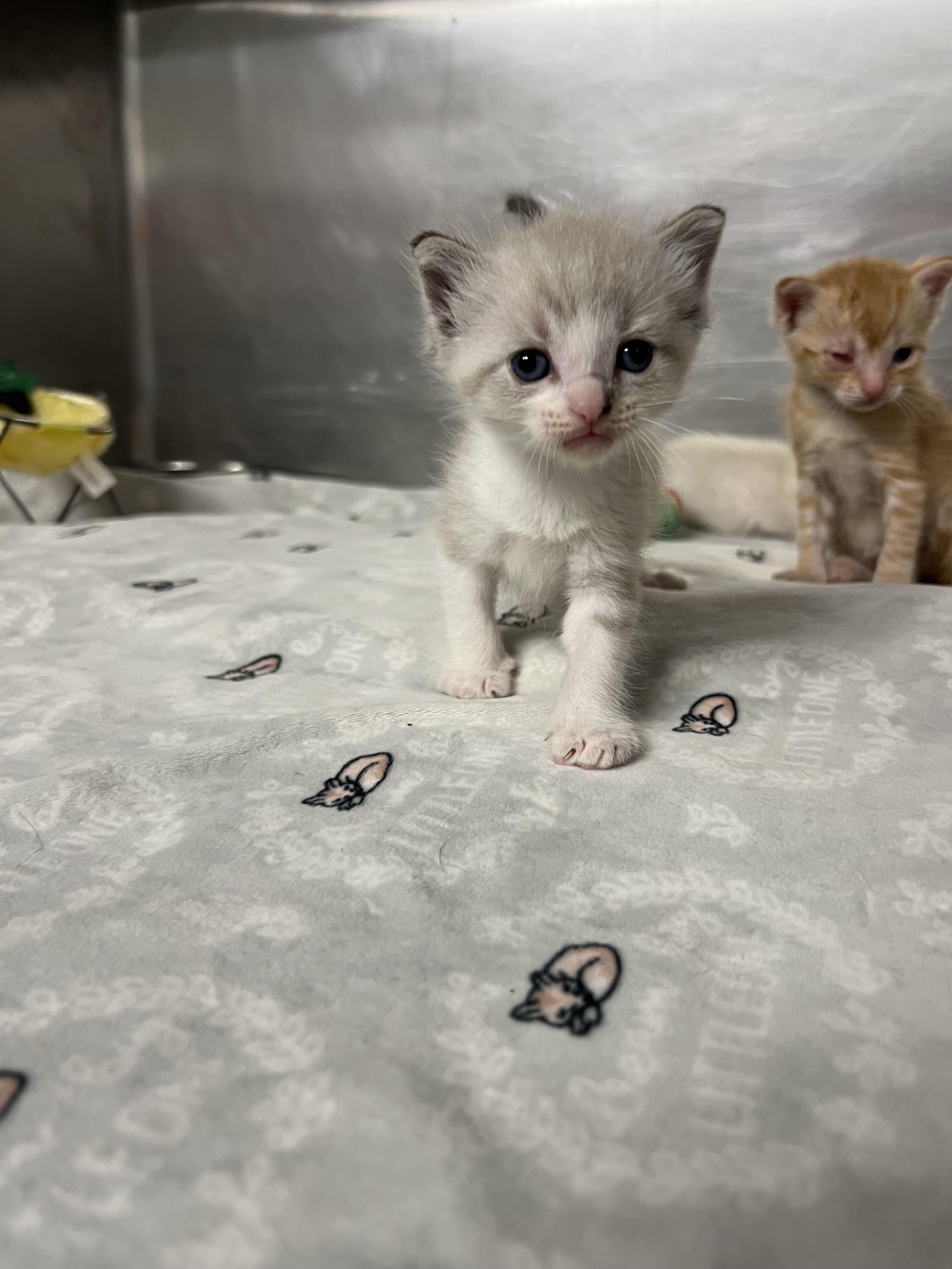 Almond, Adoptable, Young Male Ragdoll & Domestic Short Hair.