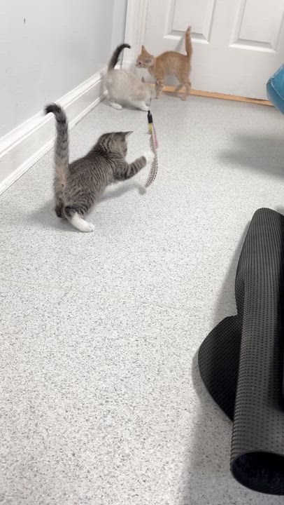 Enlarge Almond, a Adoptable mixed breed in Gaithersburg, MD video 4/4