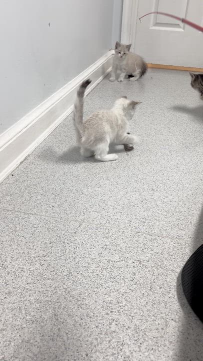 Enlarge Almond, a Adoptable mixed breed in Gaithersburg, MD video 3/4