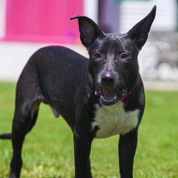 Jack, Adoptable, Young Male Shepherd.