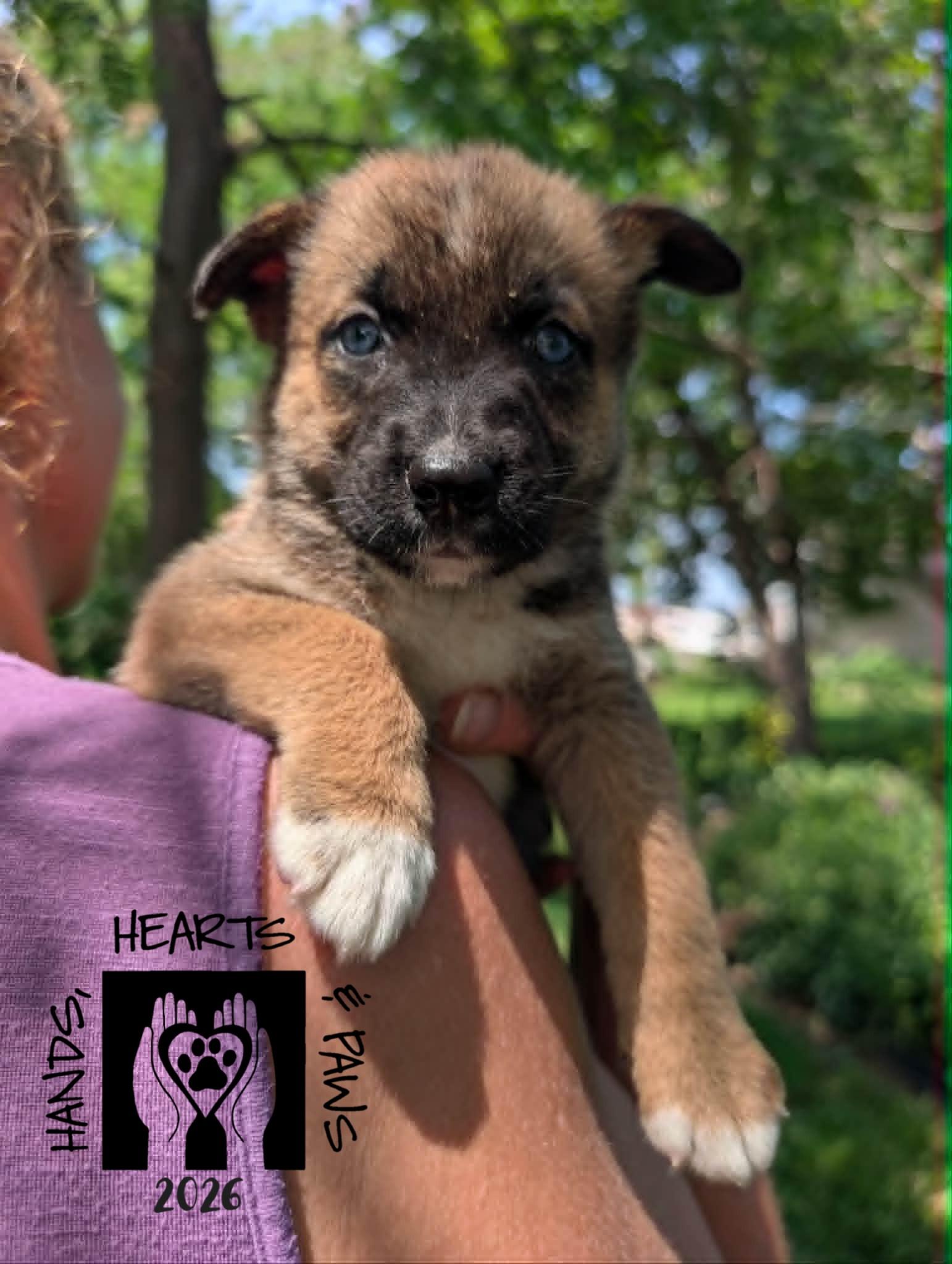 Cordelia, adopted, Puppy Female German Shepherd Dog.
