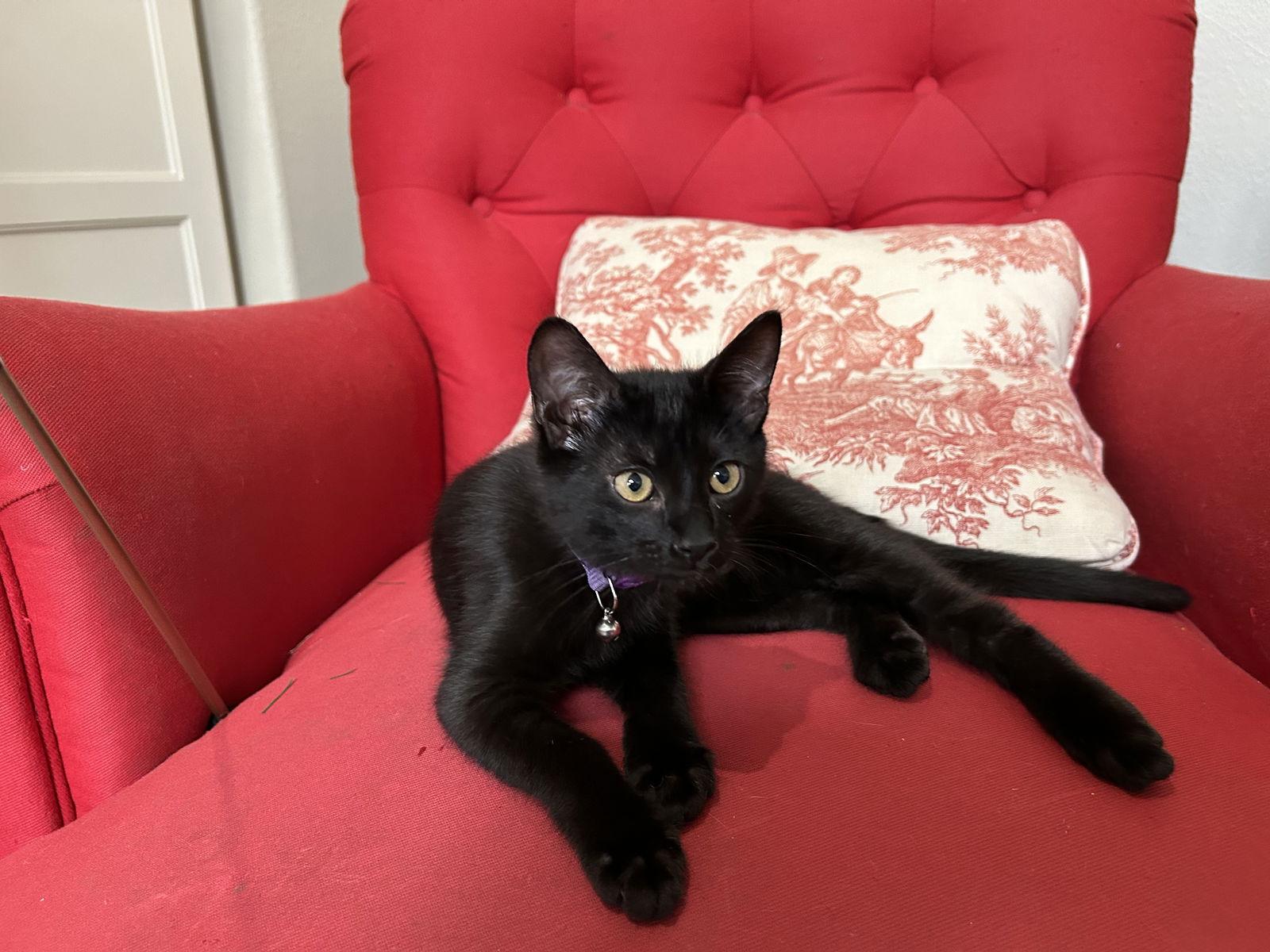 Arden, Adopted, Young Male Domestic Short Hair.