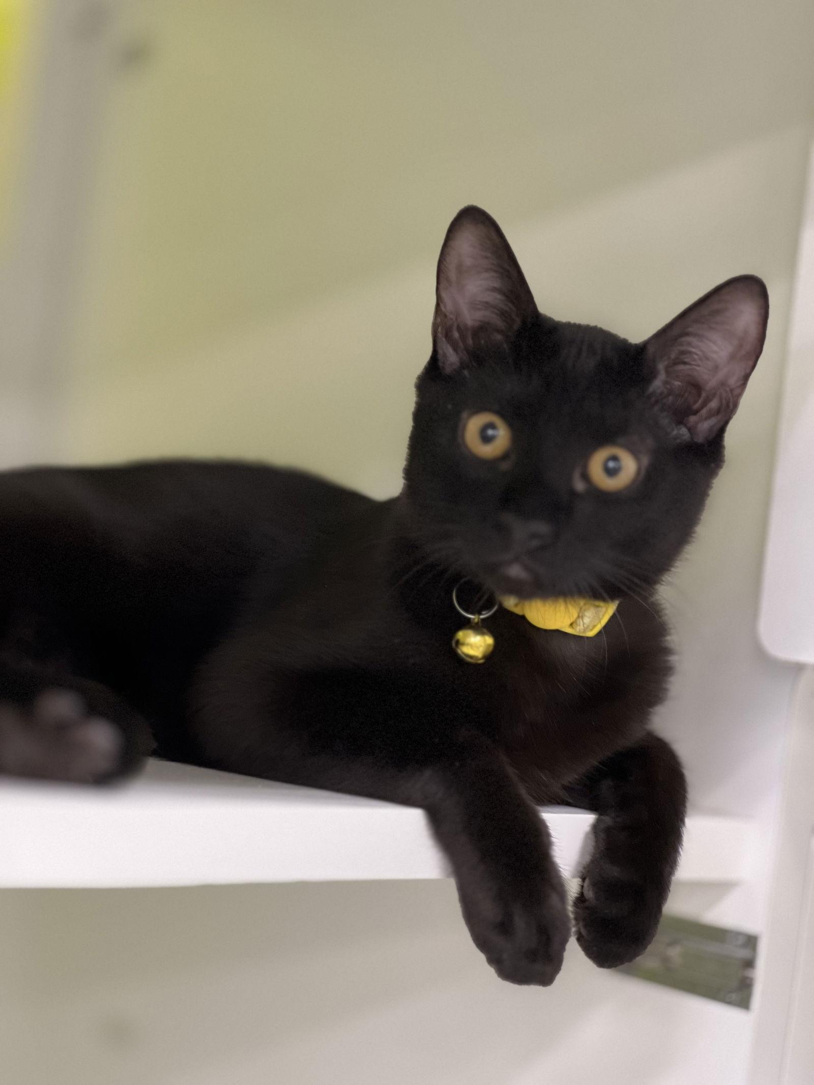 Enlarge Arden, a Adopted Domestic Short Hair in Bellevue, WA image 2/3