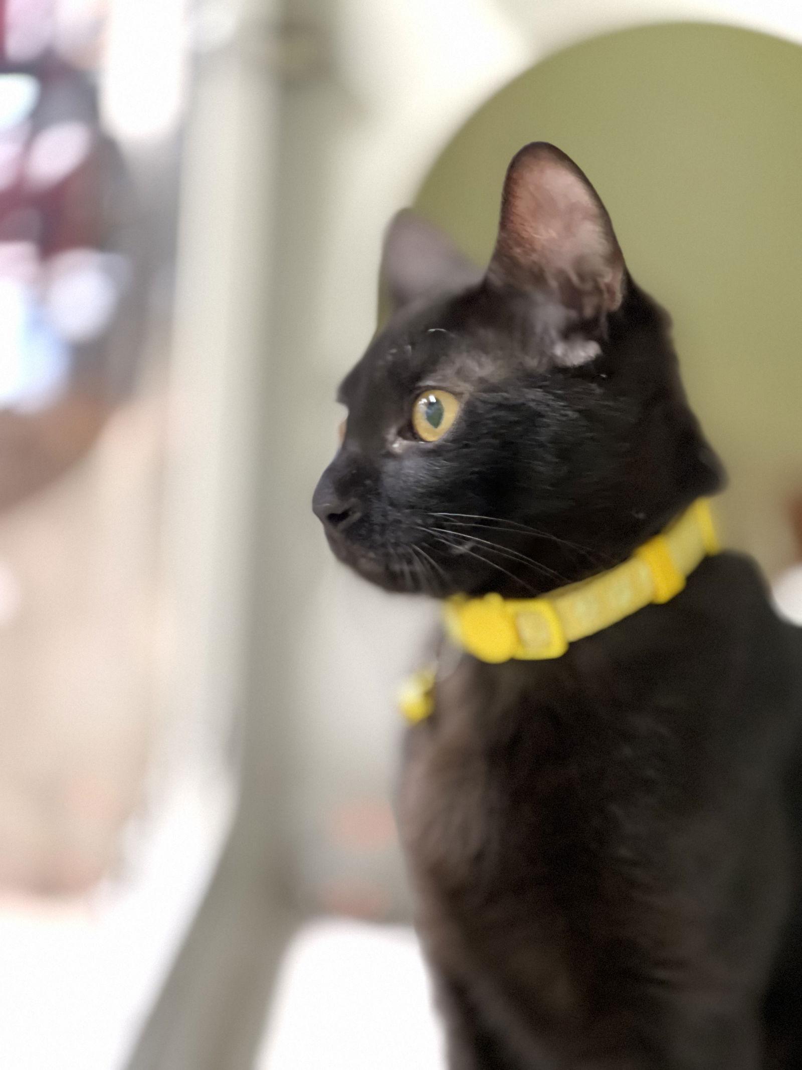 Enlarge Arden, a Adopted Domestic Short Hair in Bellevue, WA image 3/3