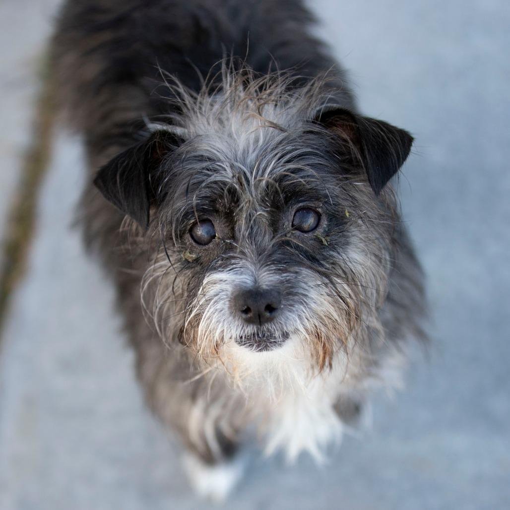 Lupita (D25-158), Adoptable, Senior Female Terrier & Poodle.