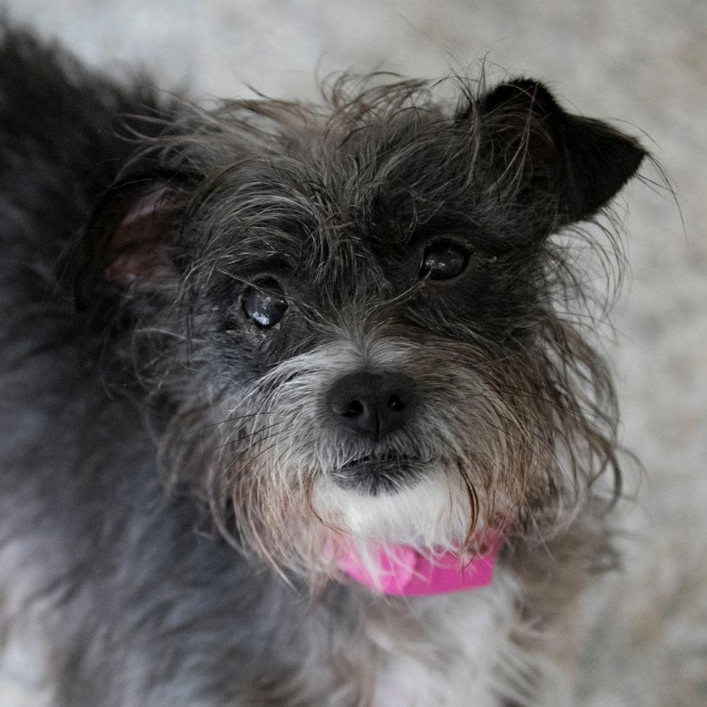 Lupita (D25-158), a Adoptable mixed breed in Peyton, CO image 2/6