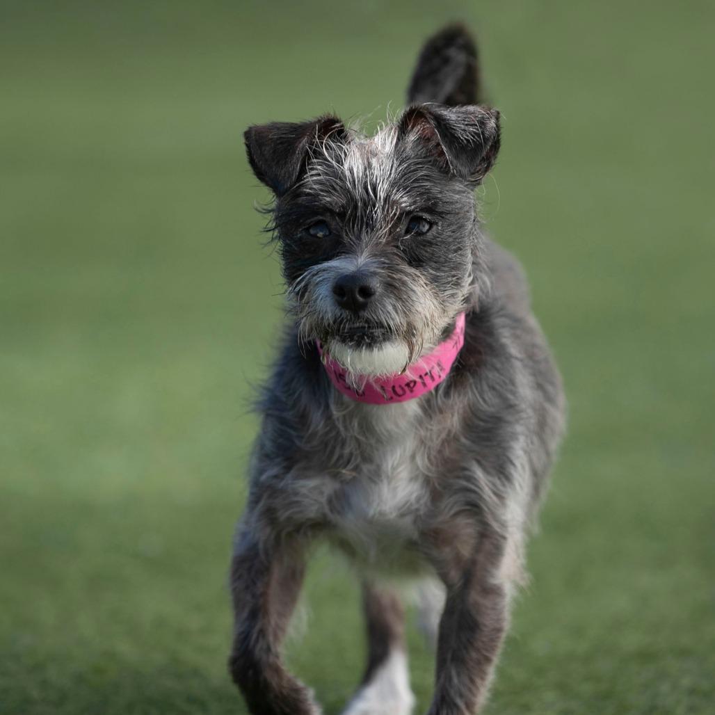 Lupita (D25-158), a Adoptable mixed breed in Peyton, CO image 3/6