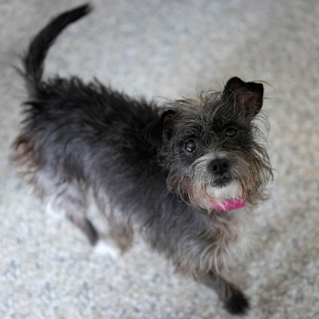 Lupita (D25-158), a Adoptable mixed breed in Peyton, CO image 4/6