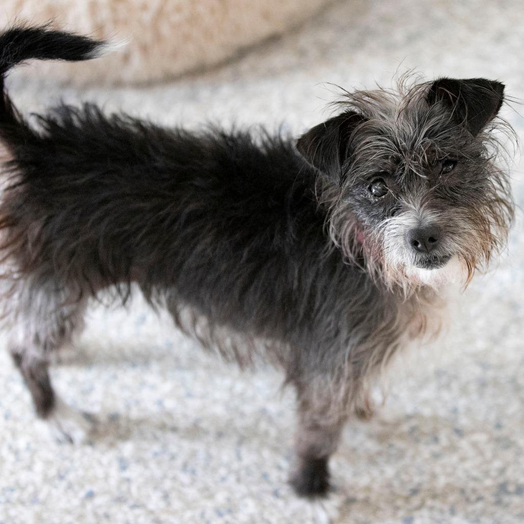 Lupita (D25-158), a Adoptable mixed breed in Peyton, CO image 6/6