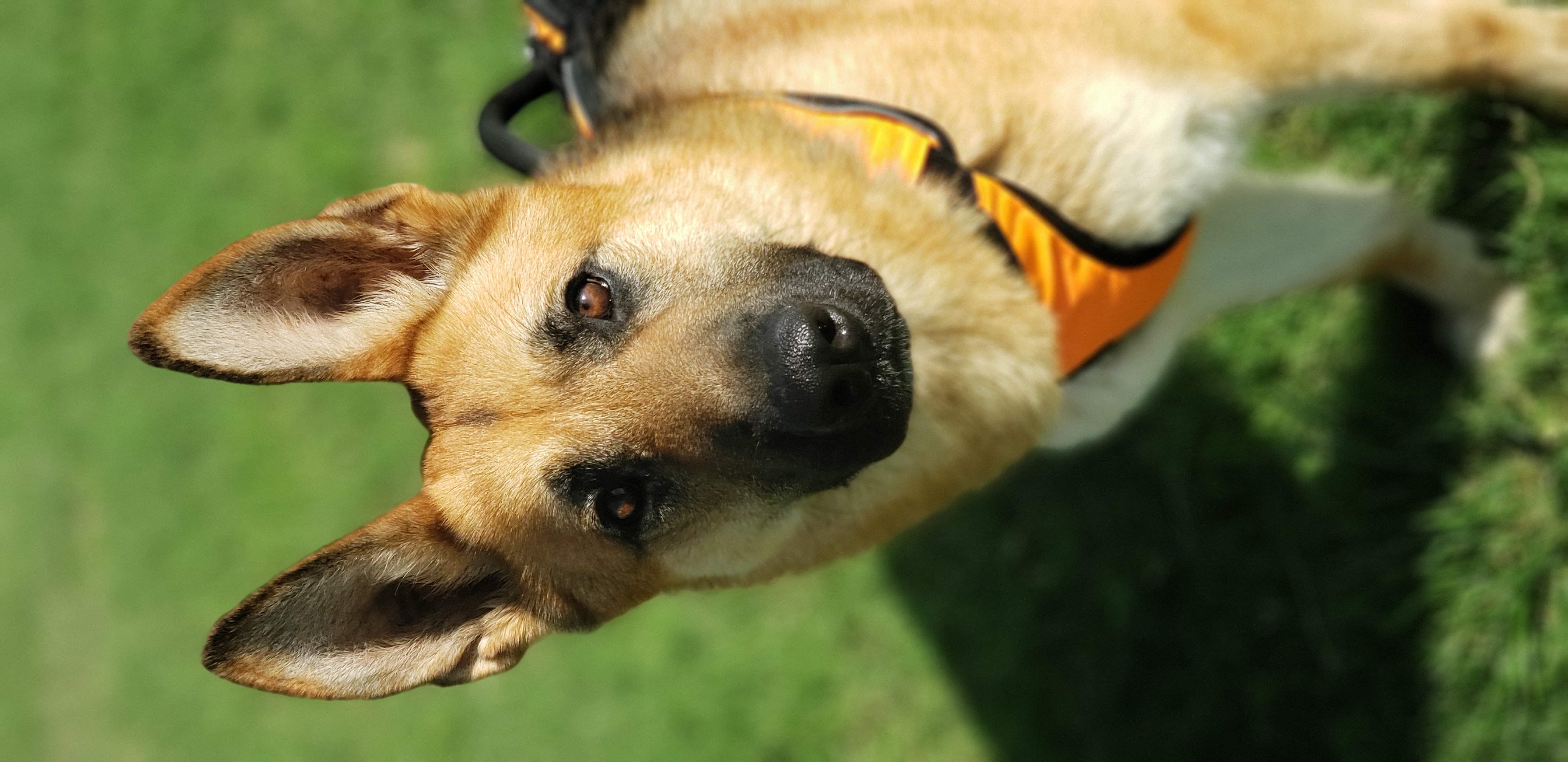 Enlarge Zane, an adopted German Shepherd Dog in Liberal , KS image 1/4
