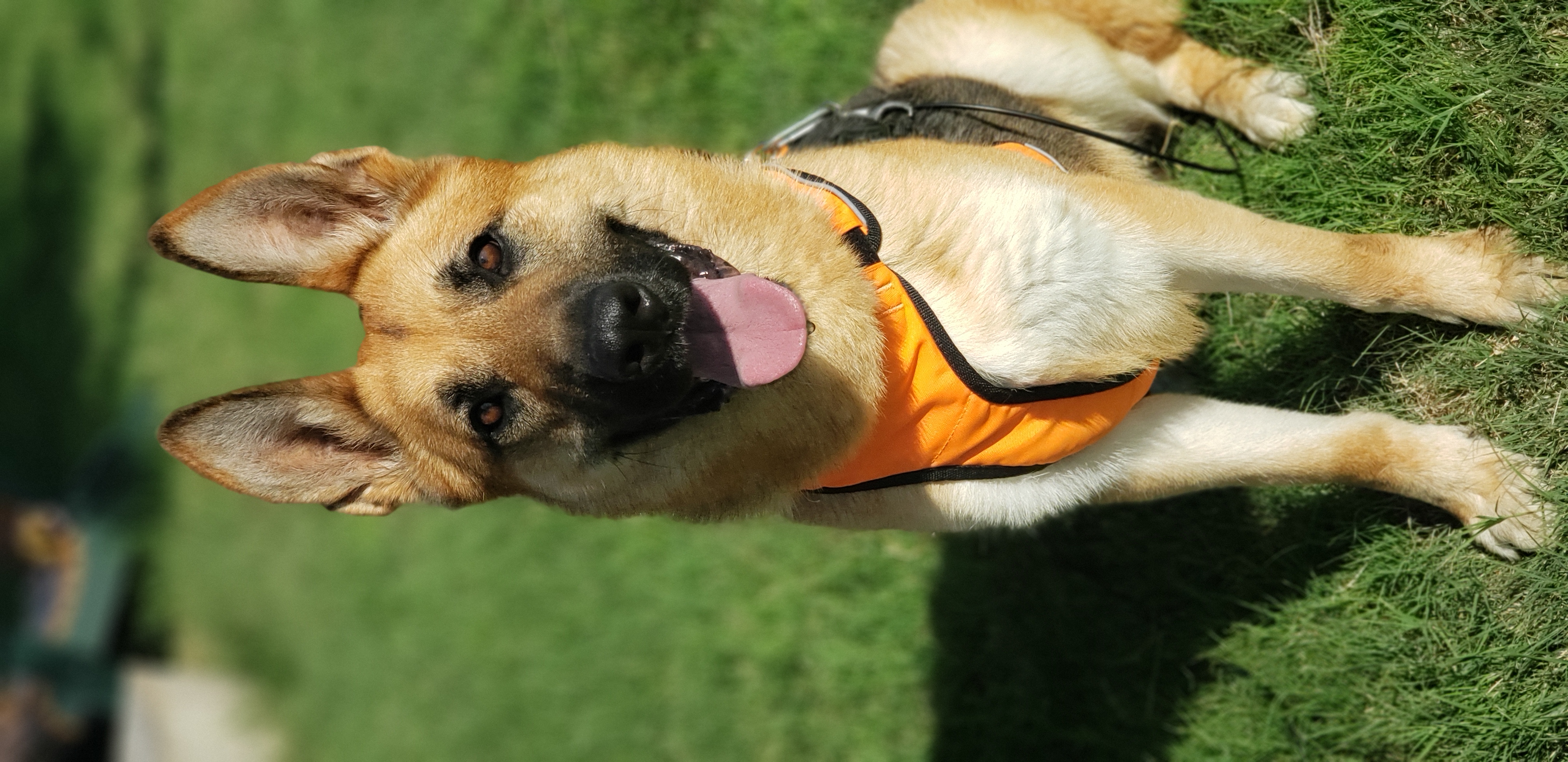 Enlarge Zane, an adopted German Shepherd Dog in Liberal , KS image 2/4
