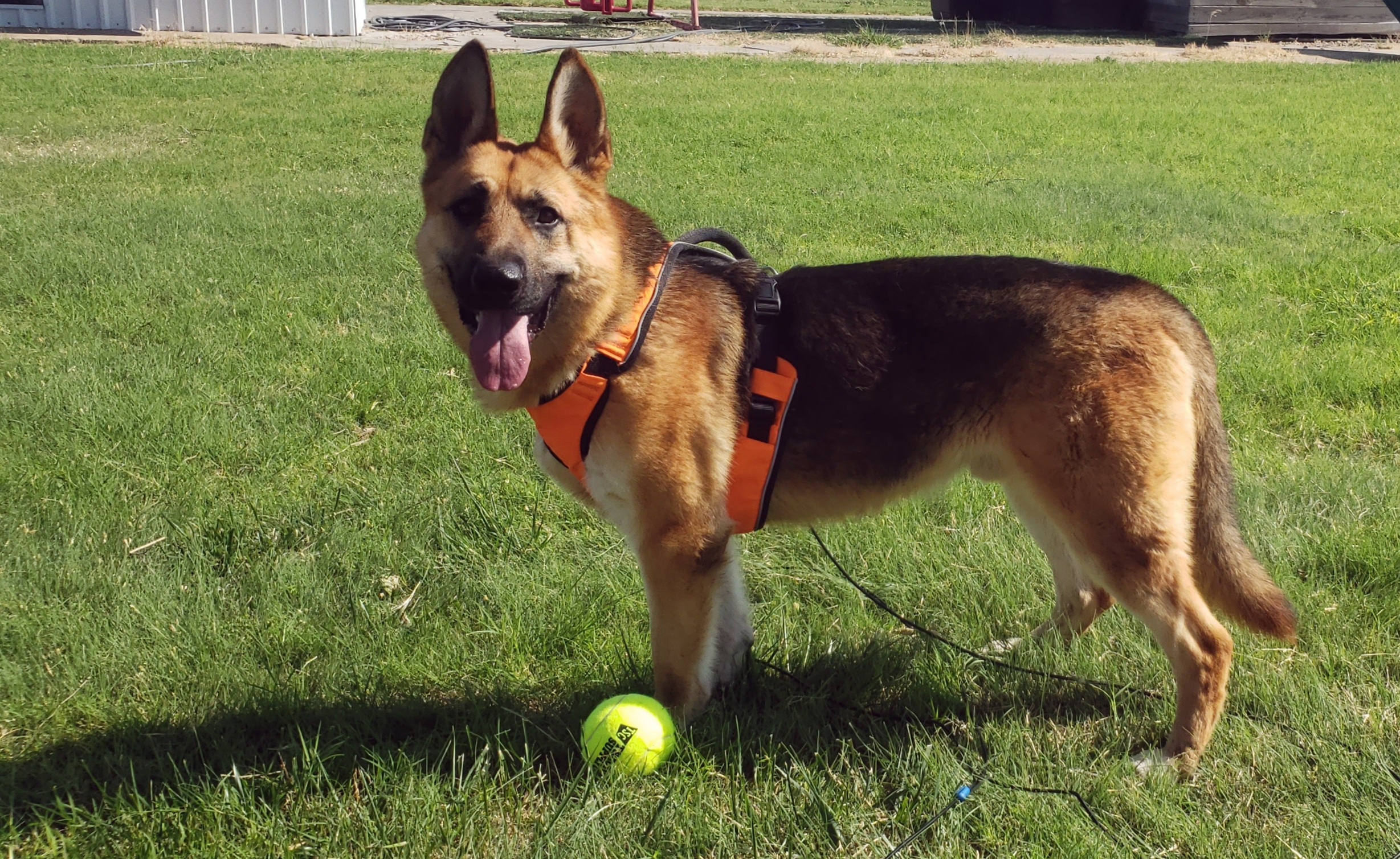 Enlarge Zane, an adopted German Shepherd Dog in Liberal , KS image 3/4