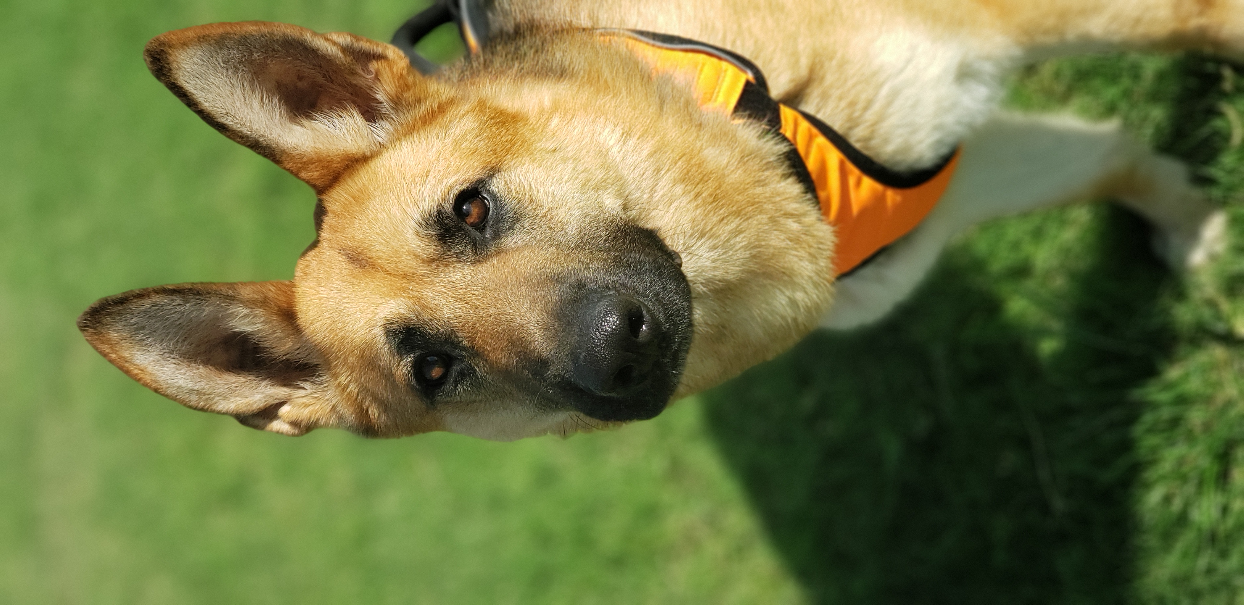 Enlarge Zane, an adopted German Shepherd Dog in Liberal , KS image 4/4
