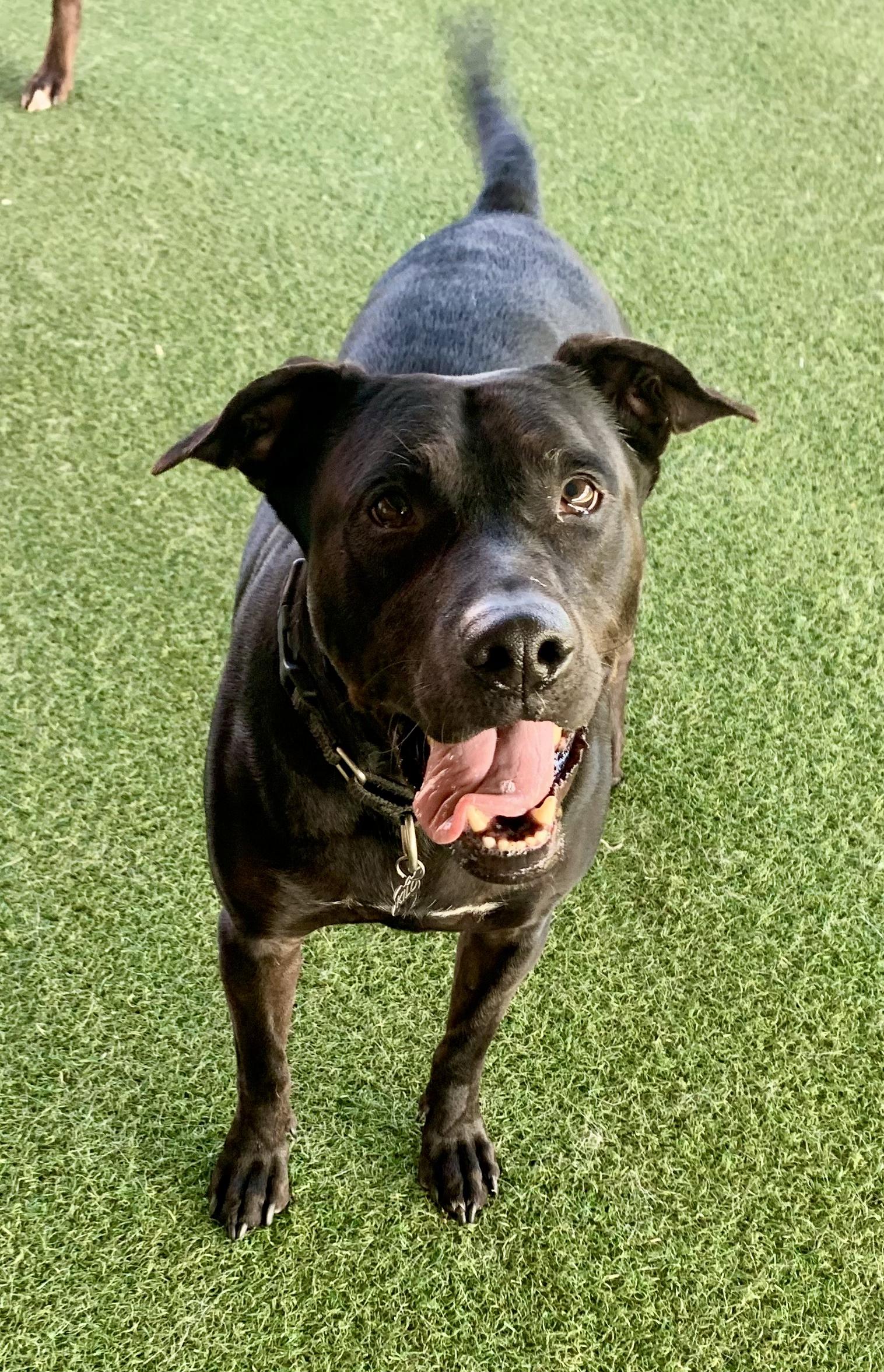 Enlarge Kilo, a Adoptable mixed breed in Grass Valley, CA image 2/6