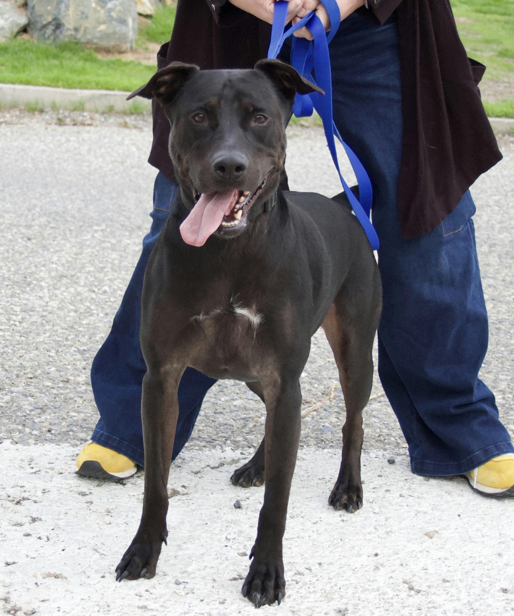 Kilo, a Adoptable mixed breed in Grass Valley, CA image 1/3