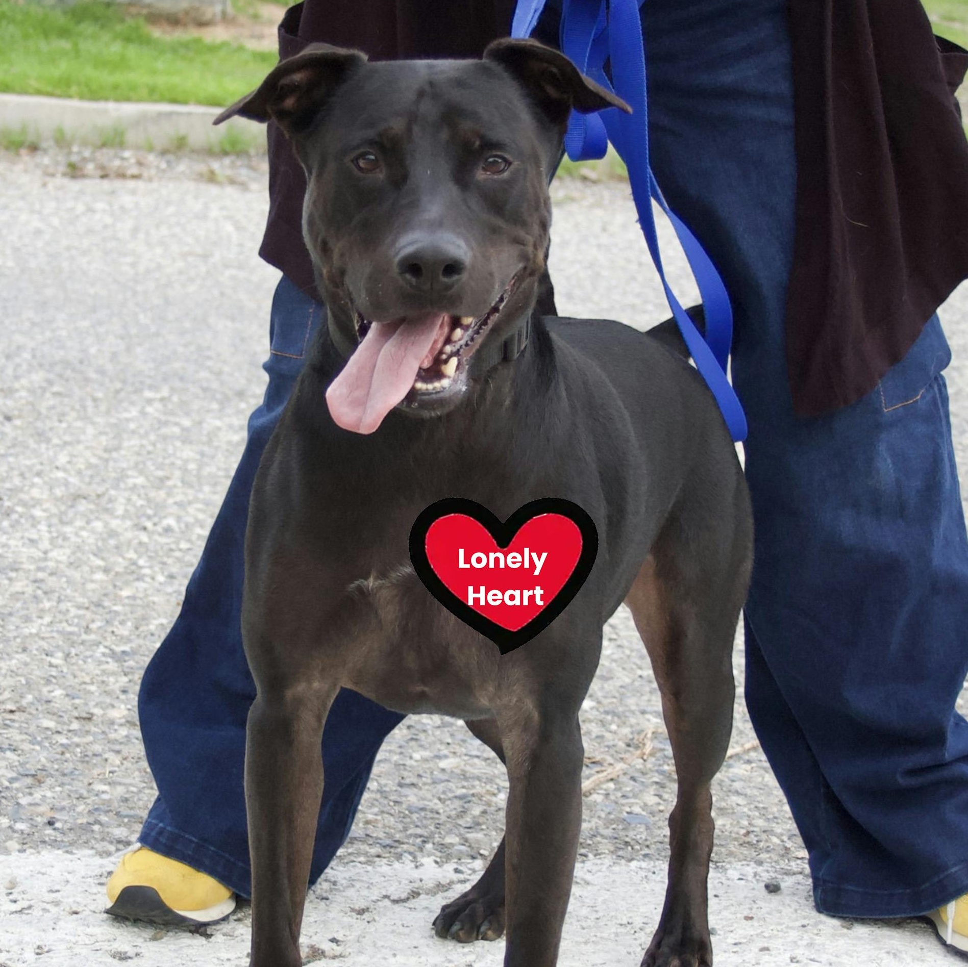 Kilo, Adoptable, Adult Male Labrador Retriever & Terrier.