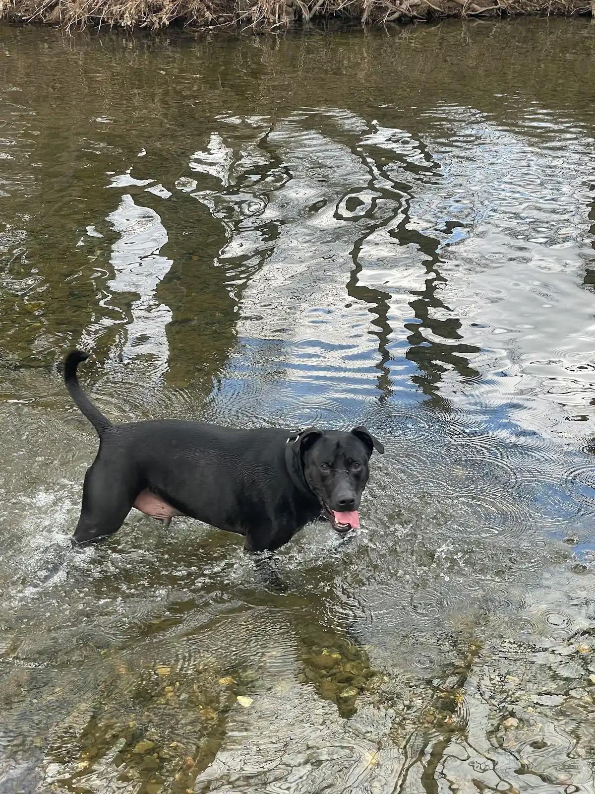 Enlarge Kilo, a Adoptable mixed breed in Grass Valley, CA image 5/6