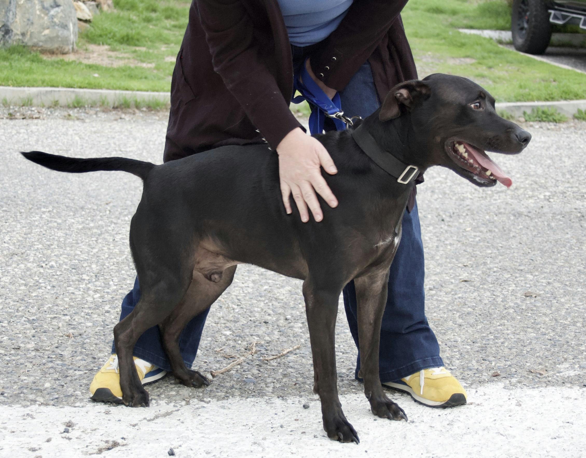 Kilo, a Adoptable mixed breed in Grass Valley, CA image 2/3