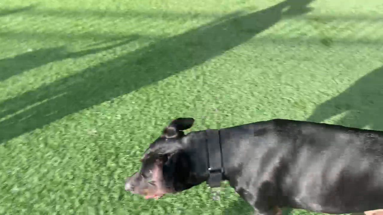 Enlarge Kilo, a Adoptable mixed breed in Grass Valley, CA video 6/6