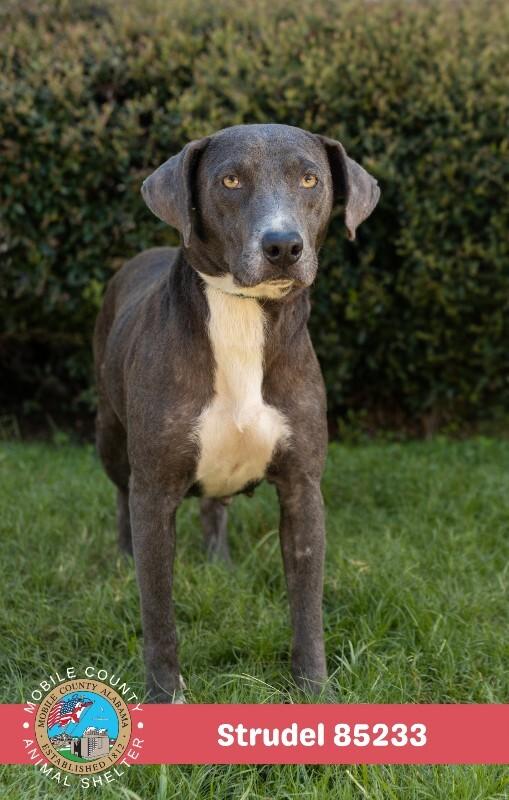 Enlarge Strudel, a Adoptable Mixed Breed in Mobile, AL image 1/2