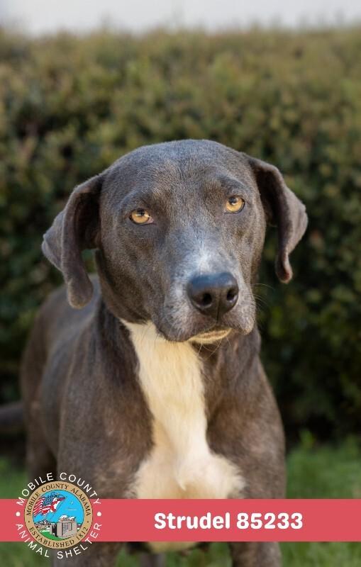 Enlarge Strudel, a Adoptable Mixed Breed in Mobile, AL image 2/2