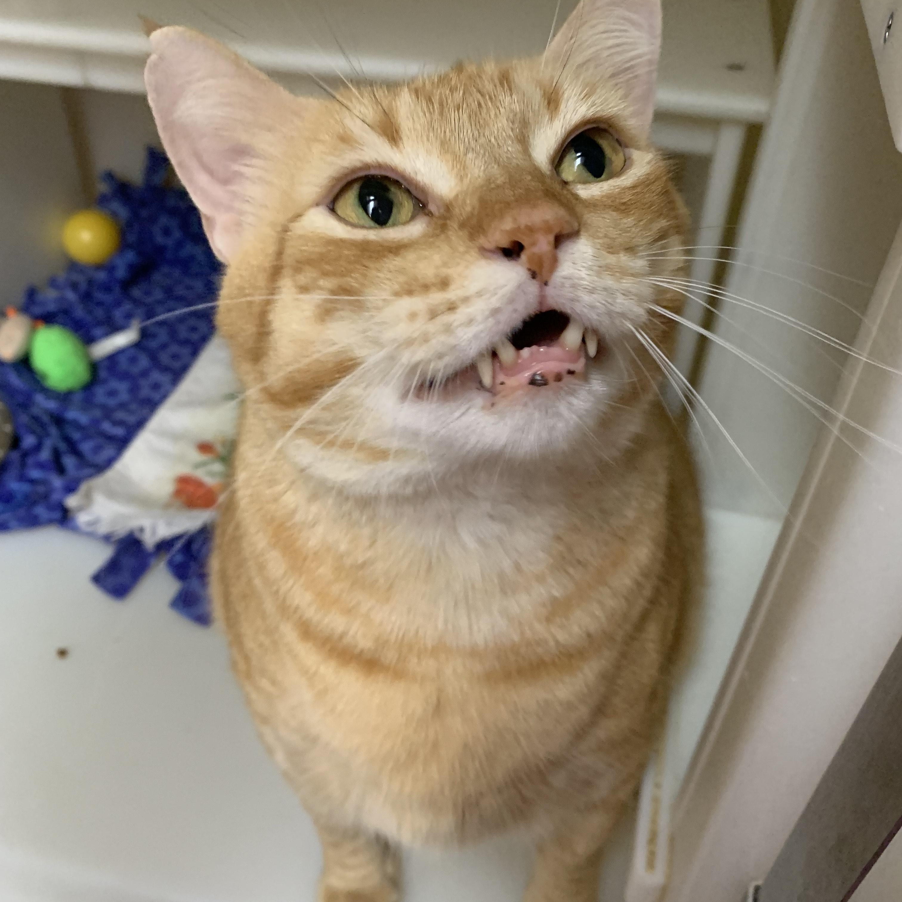 The Great Scalabrine, an adoptable Domestic Short Hair in Salisbury, MA, 01952 | Photo Image 4