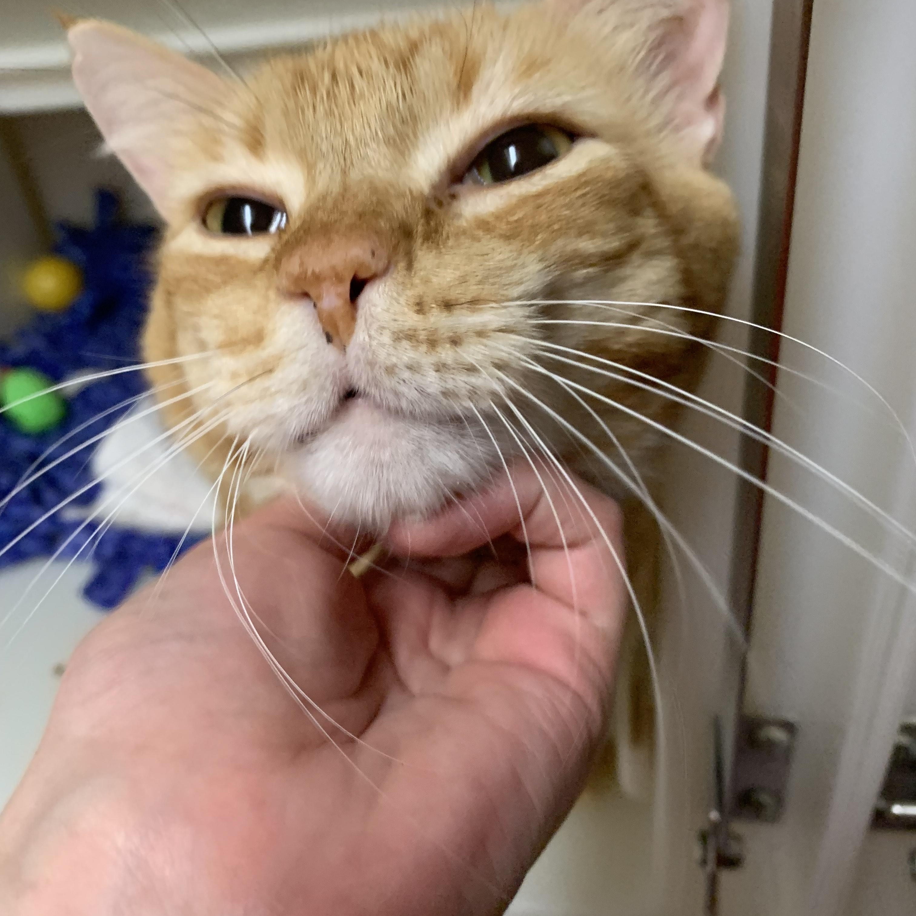 The Great Scalabrine, an adoptable Domestic Short Hair in Salisbury, MA, 01952 | Photo Image 2