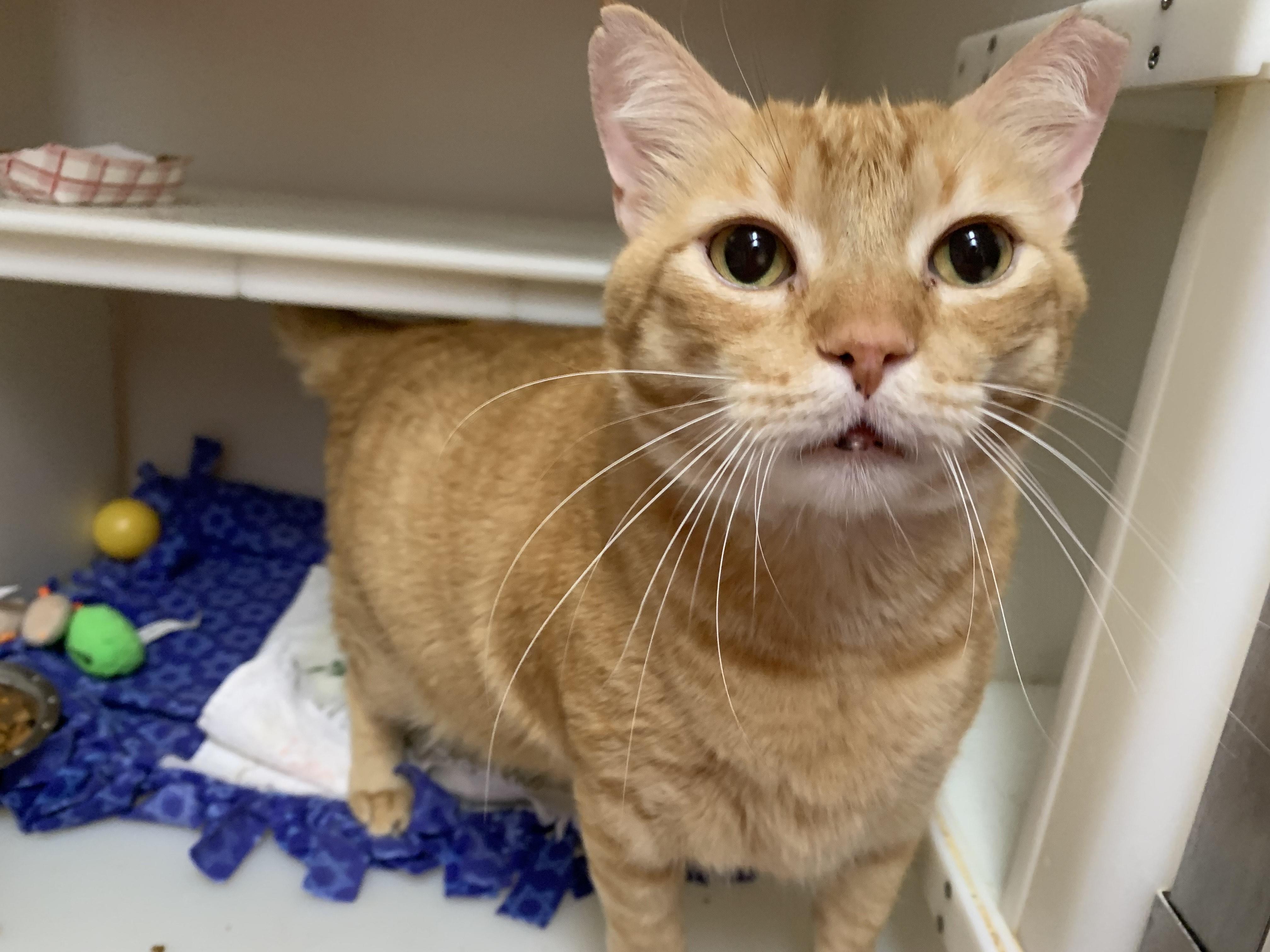 The Great Scalabrine, an adoptable Domestic Short Hair in Salisbury, MA, 01952 | Photo Image 1