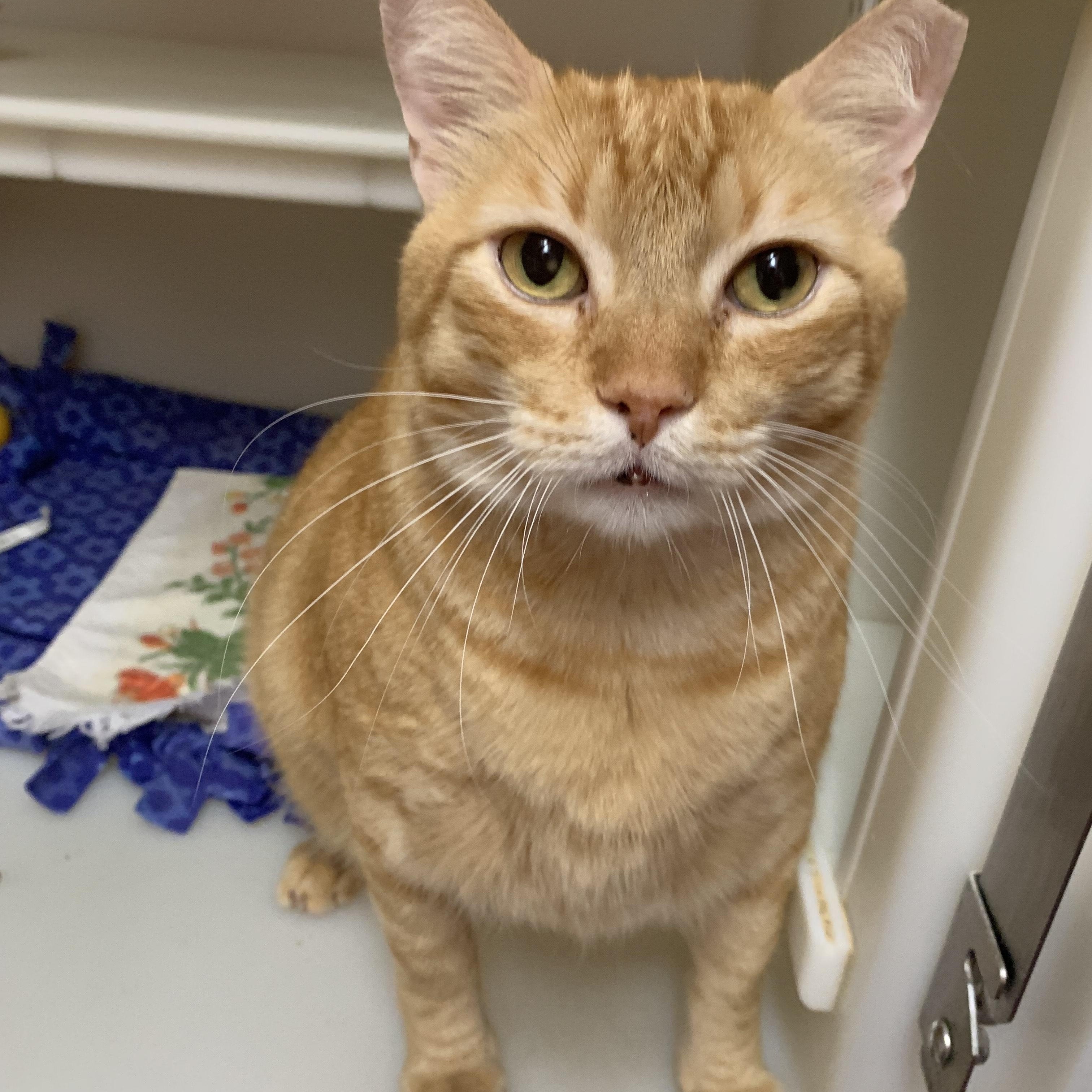 The Great Scalabrine, an adoptable Domestic Short Hair in Salisbury, MA, 01952 | Photo Image 3