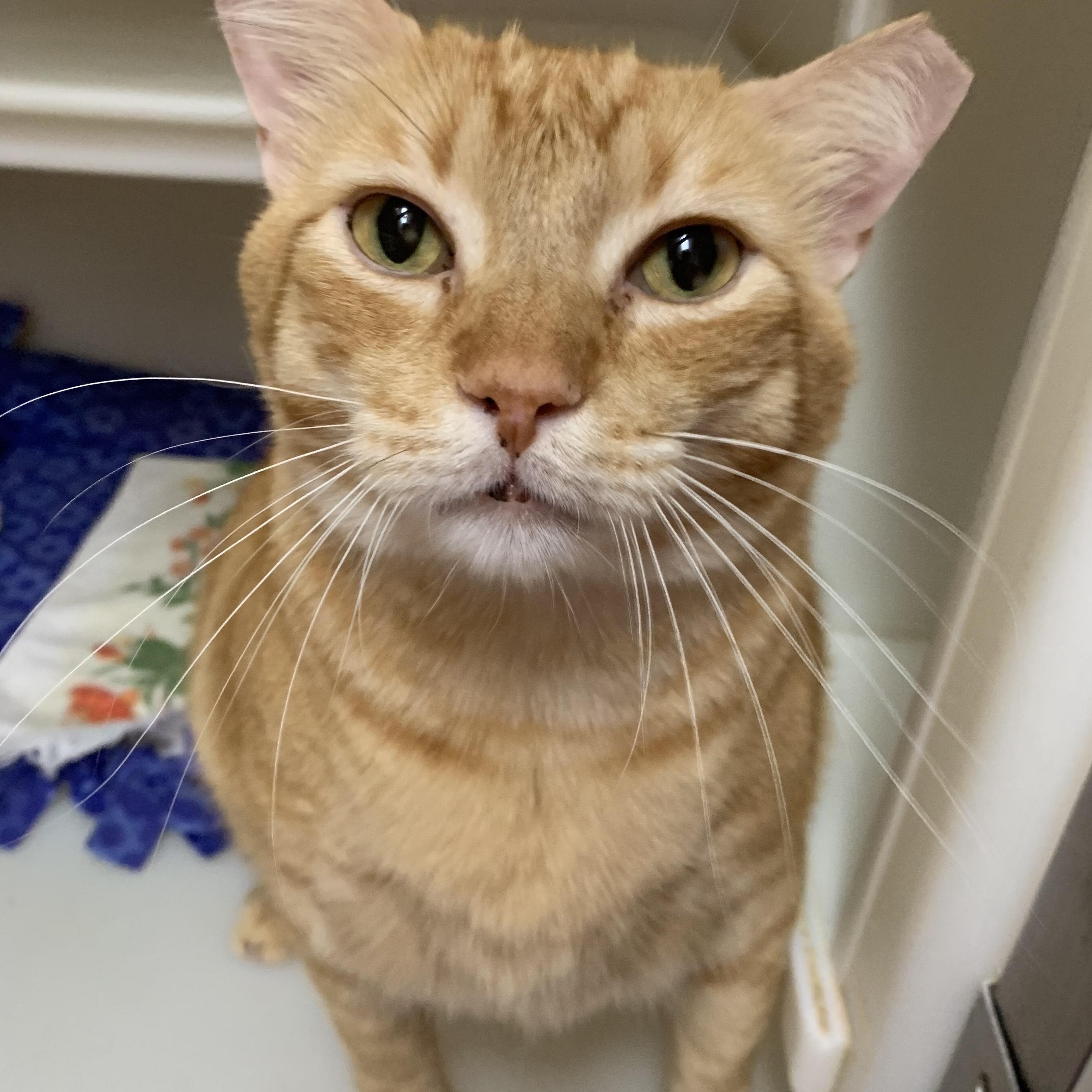 The Great Scalabrine, an adoptable Domestic Short Hair in Salisbury, MA, 01952 | Photo Image 5