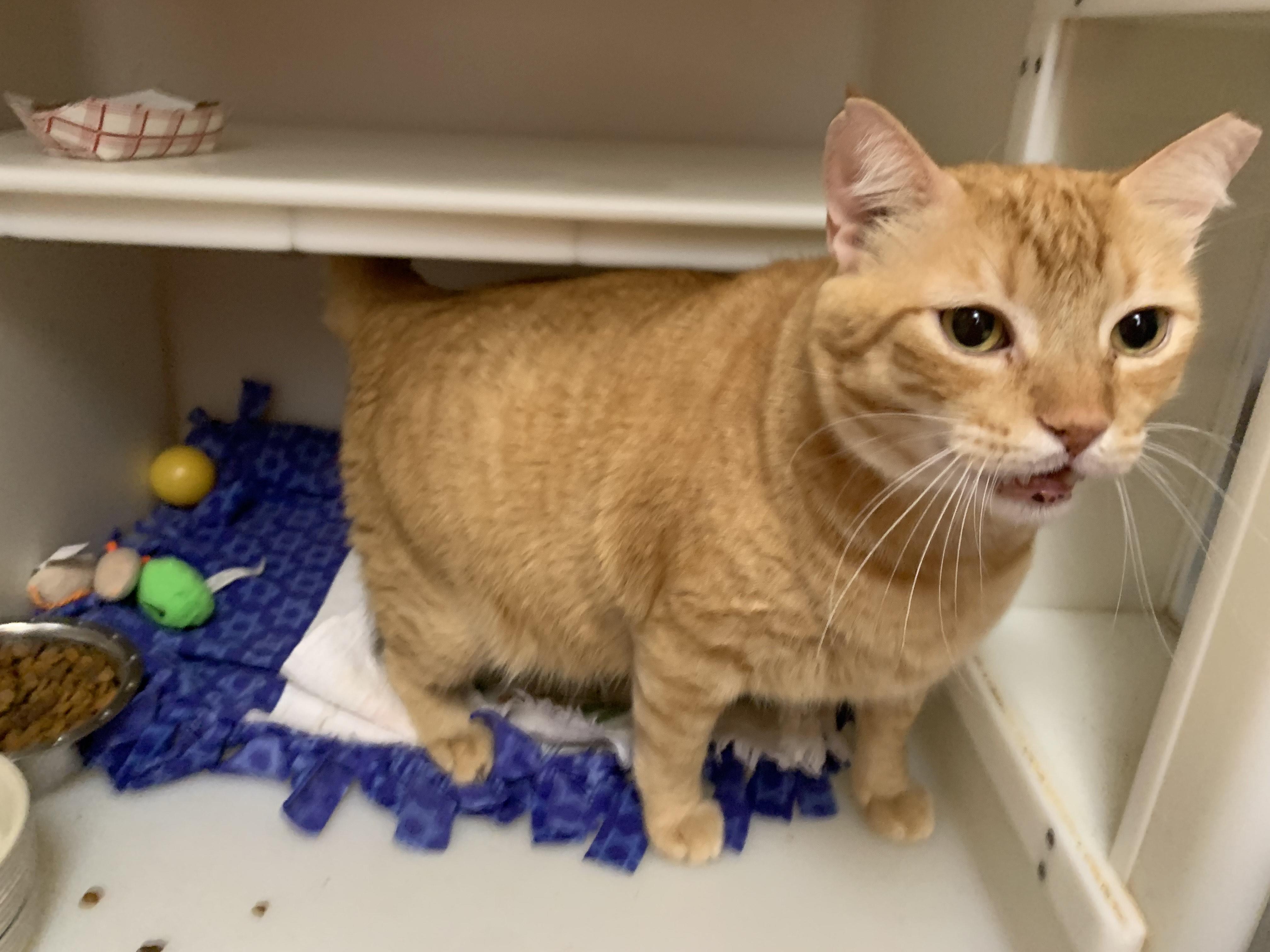 The Great Scalabrine, an adoptable Domestic Short Hair in Salisbury, MA, 01952 | Photo Image 6