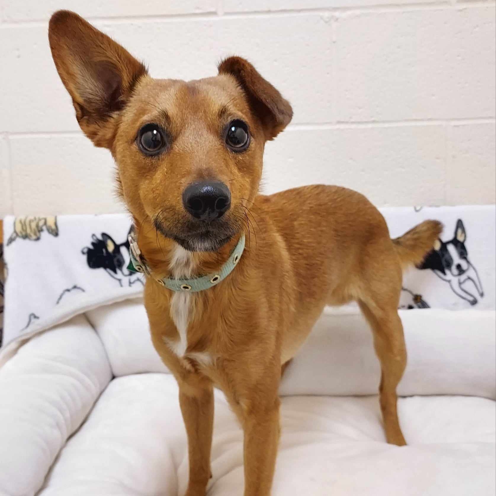 Dog for adoption Blaze, a Chihuahua & Terrier Mix in Falls Creek, PA