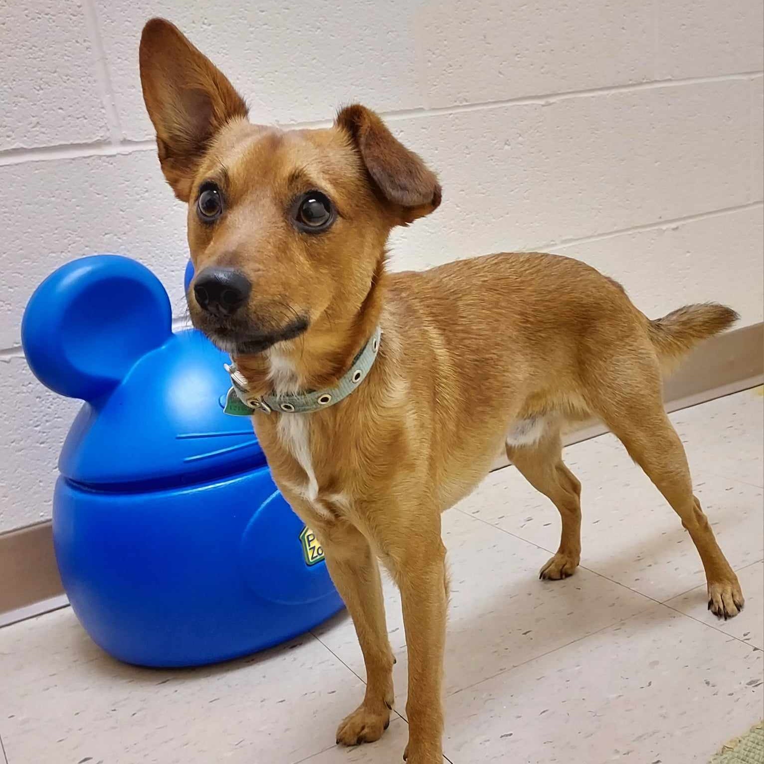 Dog for adoption Blaze, a Chihuahua & Terrier Mix in Falls Creek, PA